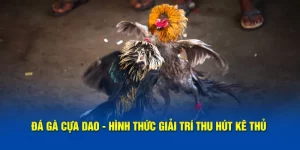 Đá Gà Cựa Dao - Hình Thức Giải Trí Cá Cược Thu Hút Kê Thủ