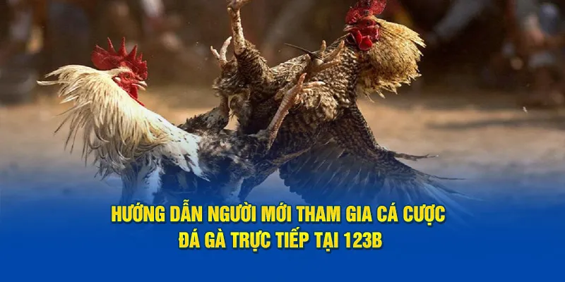 Hướng dẫn tân binh tham gia cá cược đá gà trực tiếp tại nhà cái 123b