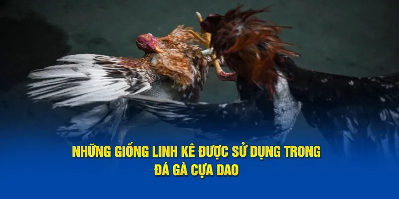 Điểm qua cá giống gà chọi được sử dụng trong hình thức đá gà cựa dao