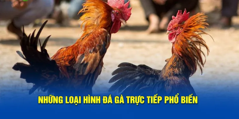 Điểm qua một số loại hình đá gà trực tiếp phổ biến