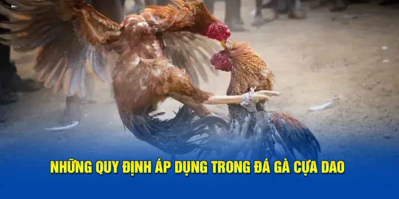 Những quy định được áp dụng trong hình thức đá gà cựa dao