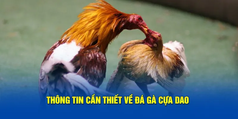 Giới thiệu hình thức về đá gà cựa dao